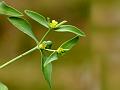 Dragon Spurge